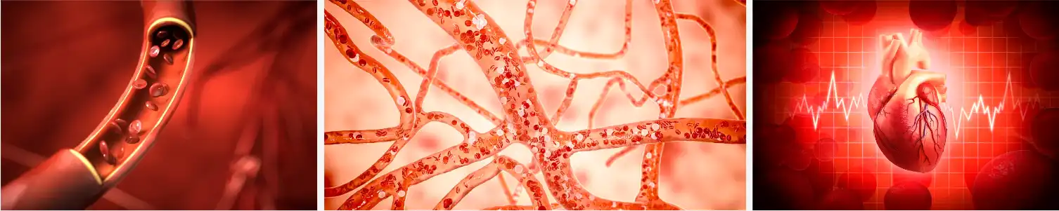 Apple polyphenol Apple polyphenol