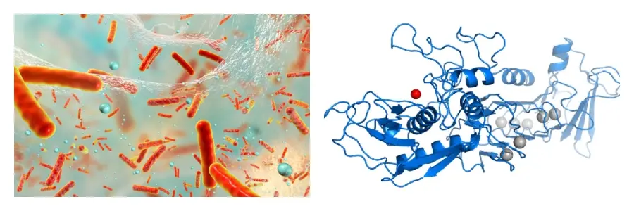 Serrapeptase powder Serrapeptase powder