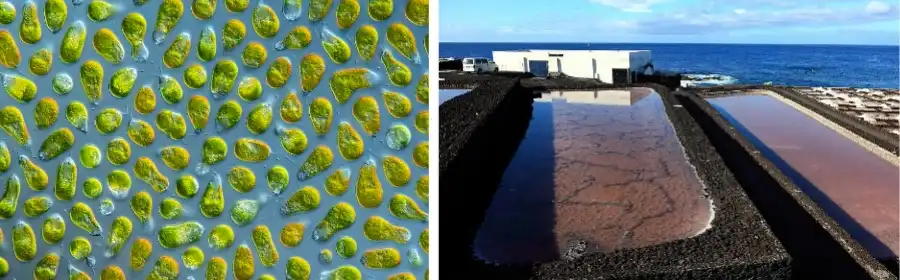 Dunaliella salina extract Dunaliella salina extract