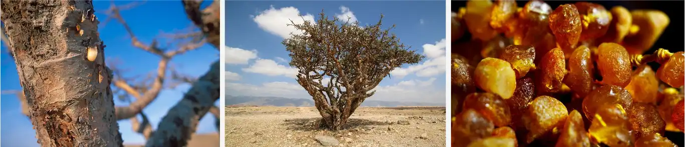 Boswellic acid powder Boswellic acid powder