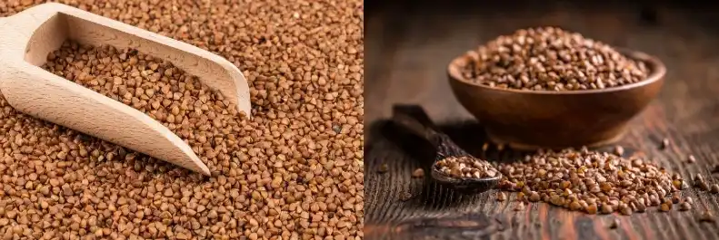 buckwheat extract buckwheat extract