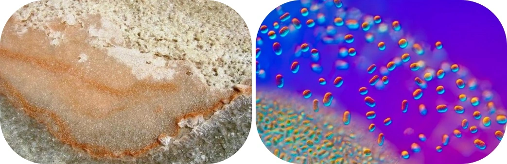 Pure Dunaliella Salina Powder Pure Dunaliella Salina Powder