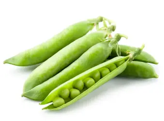 organic pea starch