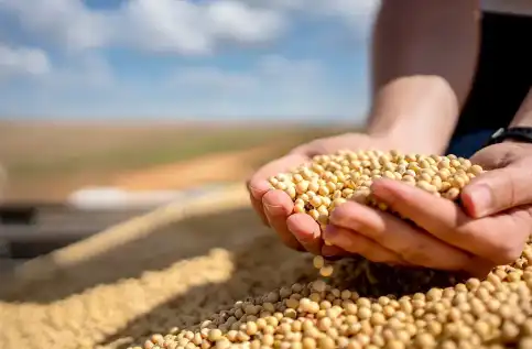 soybean peptide soybean peptide