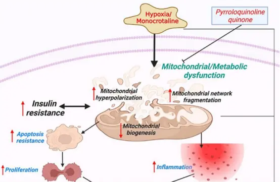 Pyrroloquinoline Quinone Disodium Powder Pyrroloquinoline Quinone Disodium Powder