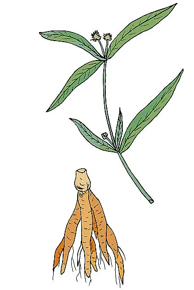 Suma Root Extract