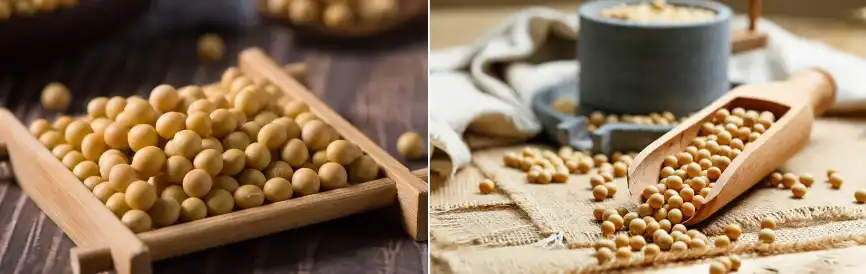 soybean peptide