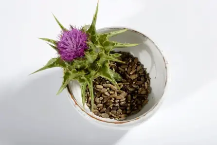 organic milk thistle seed extract