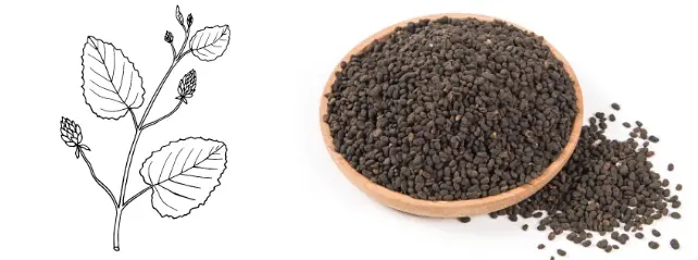 Psoralea Corylifolia Extract Psoralea Corylifolia Extract