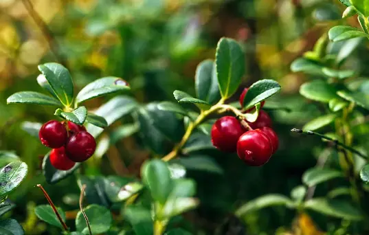 Cranberry Extract Proanthocyanidins Cranberry Extract Proanthocyanidins