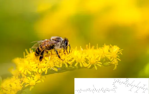 Bee Melittin Bee Melittin