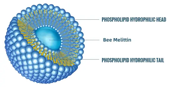 Bee Melittin Bee Melittin