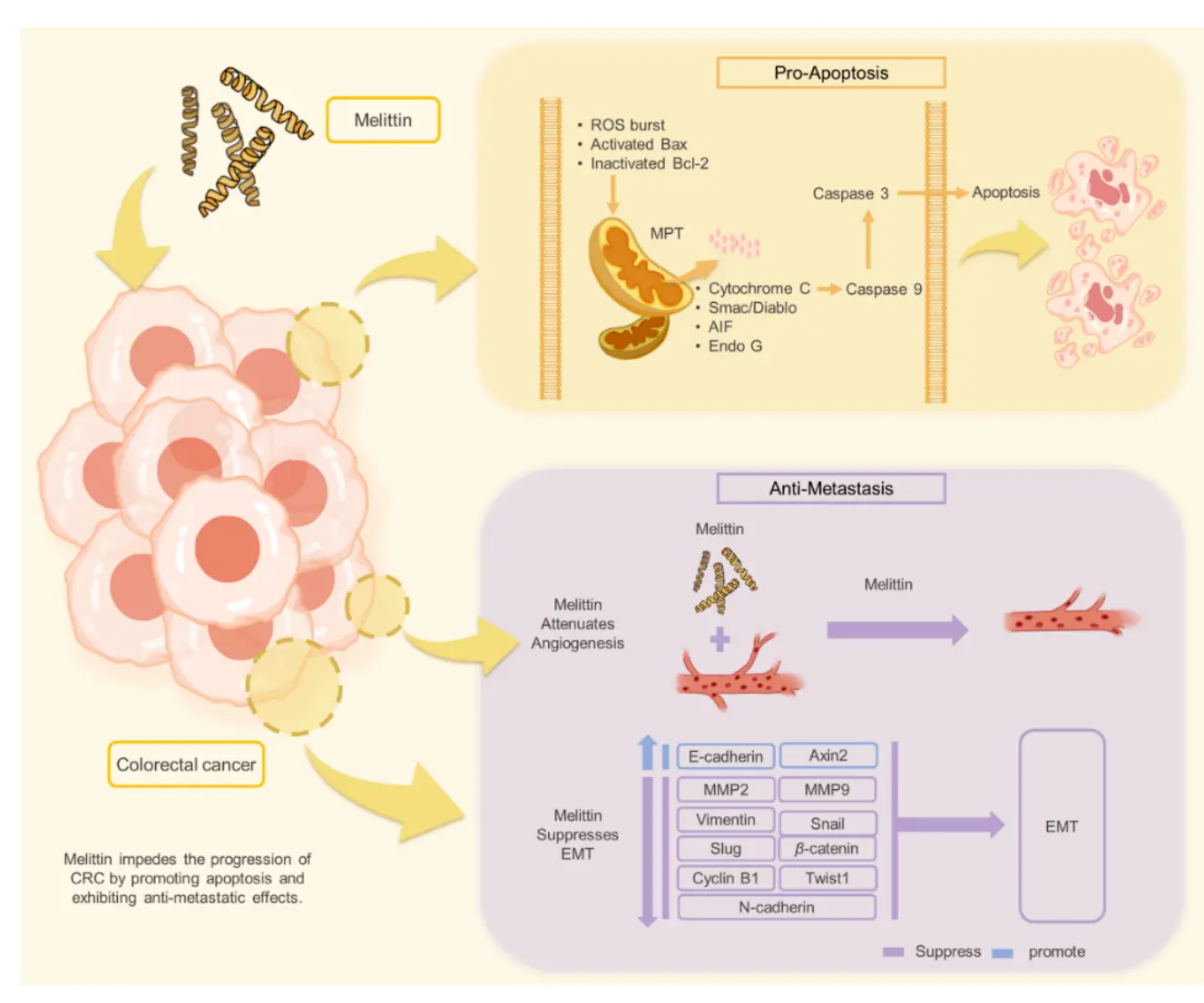 Bee Melittin Bee Melittin