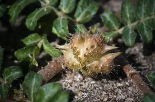 pure tribulus terrestris extract pure tribulus terrestris extract