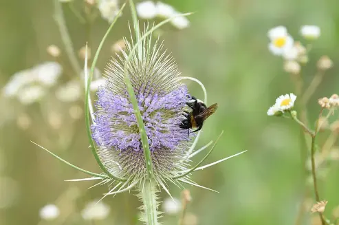 pure tribulus terrestris extract pure tribulus terrestris extract