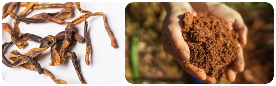 Earthworm Extract Earthworm Extract
