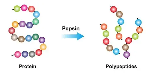 Pepsin Powder Pepsin Powder