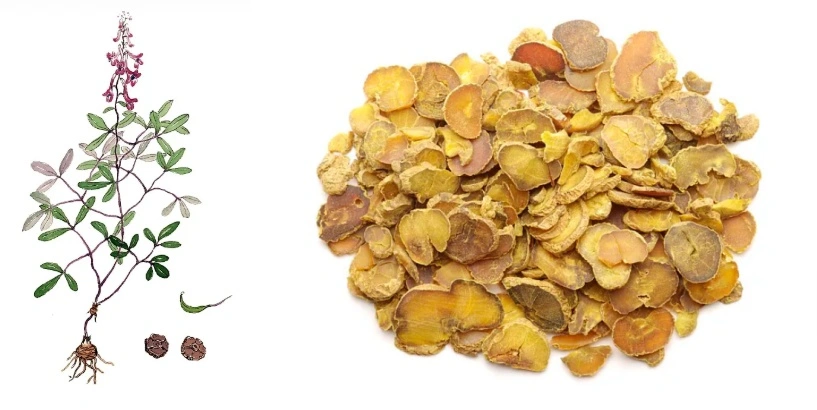 Corydalis Yanhusuo Extract