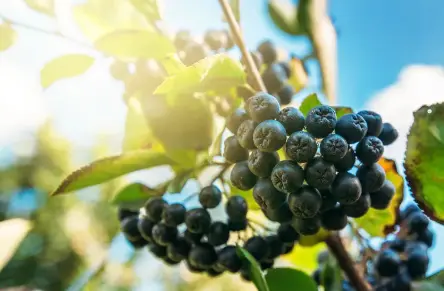 freeze dried aronia berry powder