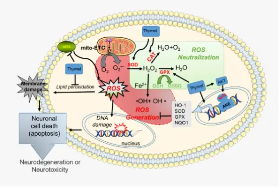 Pure Thymol Pure Thymol