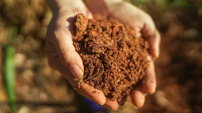 Bulk lumbrokinase powder Bulk lumbrokinase powder