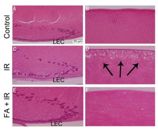 Natural Ferulic Acid Natural Ferulic Acid
