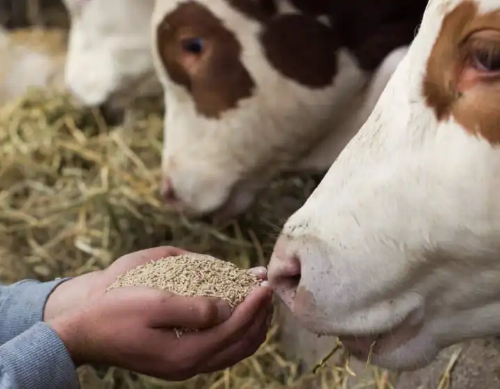 Vitamin K3 Vitamin K3