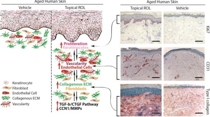 Pure Retinol Powder Pure Retinol Powder