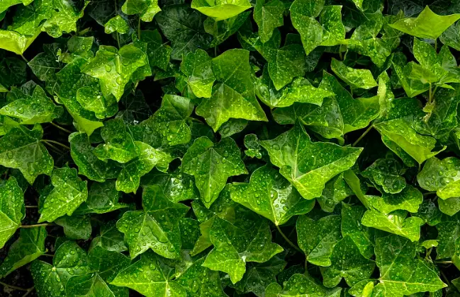 dried ivy extract dried ivy extract