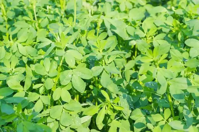 organic alfalfa grass juice powder