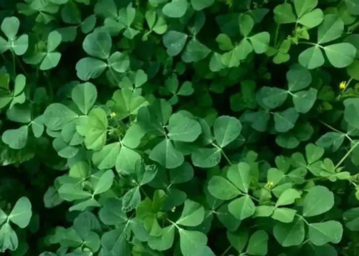 organic alfalfa grass juice powder