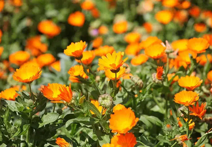 Calendula extract powder 