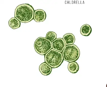 chlorella growth factor