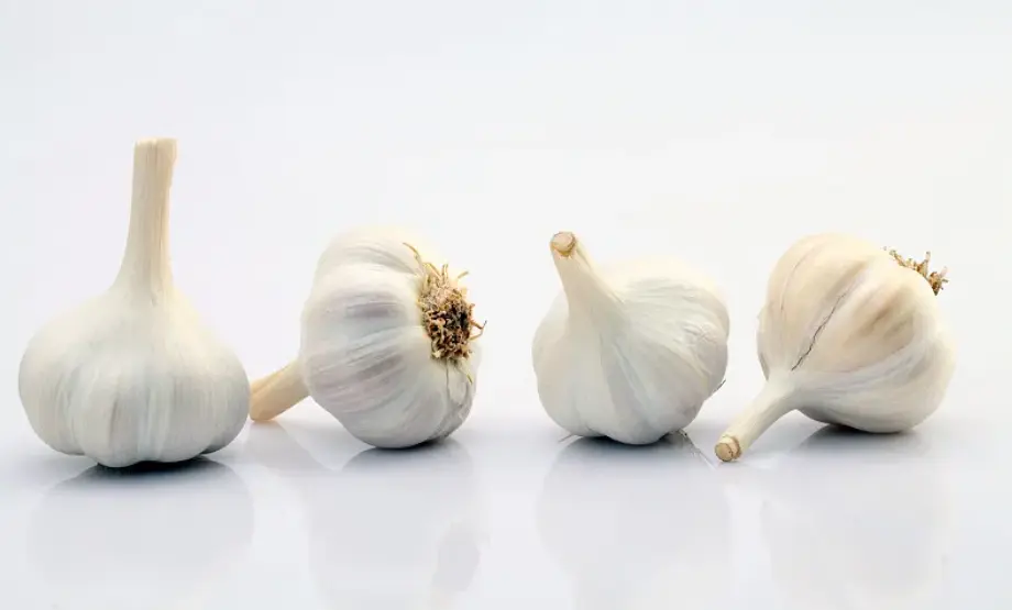 organic garlic extract organic garlic extract