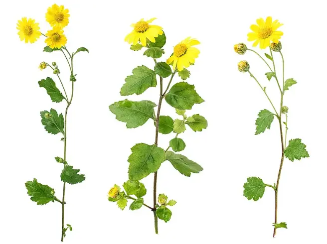 chrysanthemum indicum extract