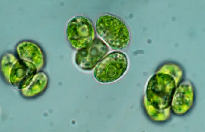 chlorella growth factor