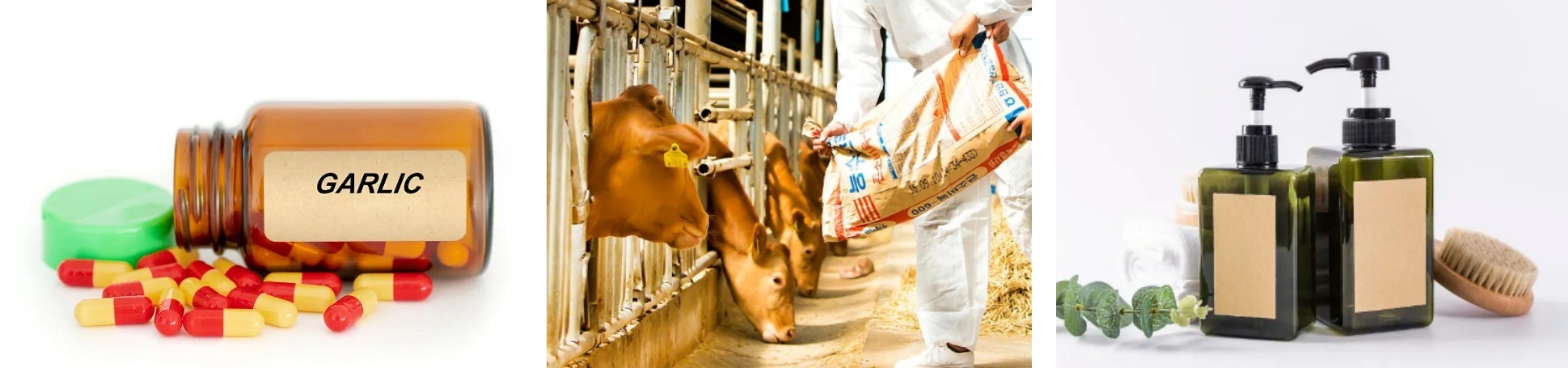 Garlic Extract Powder