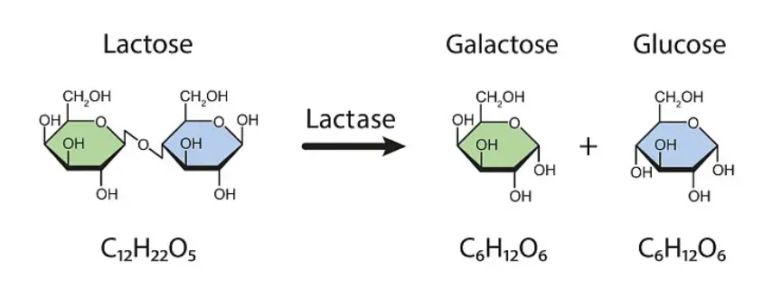 Lactase Enzyme Powder