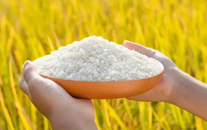 pure rice protein pure rice protein