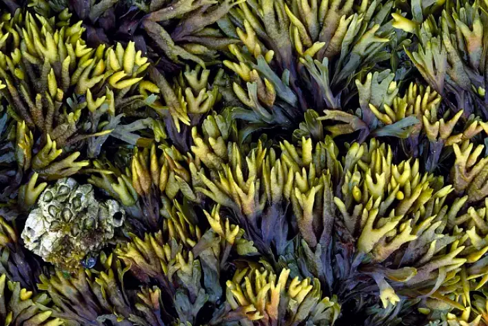 soluble seaweed extract soluble seaweed extract