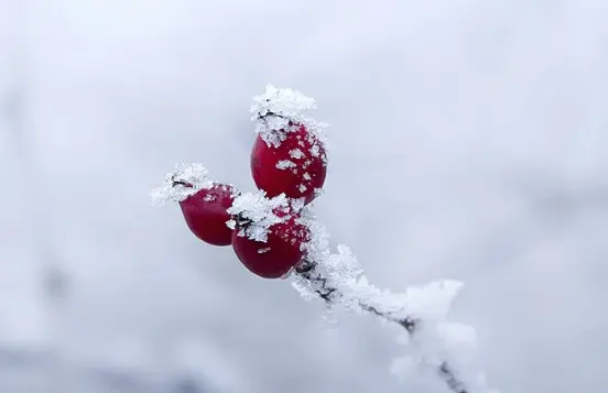 rose hip extract powder