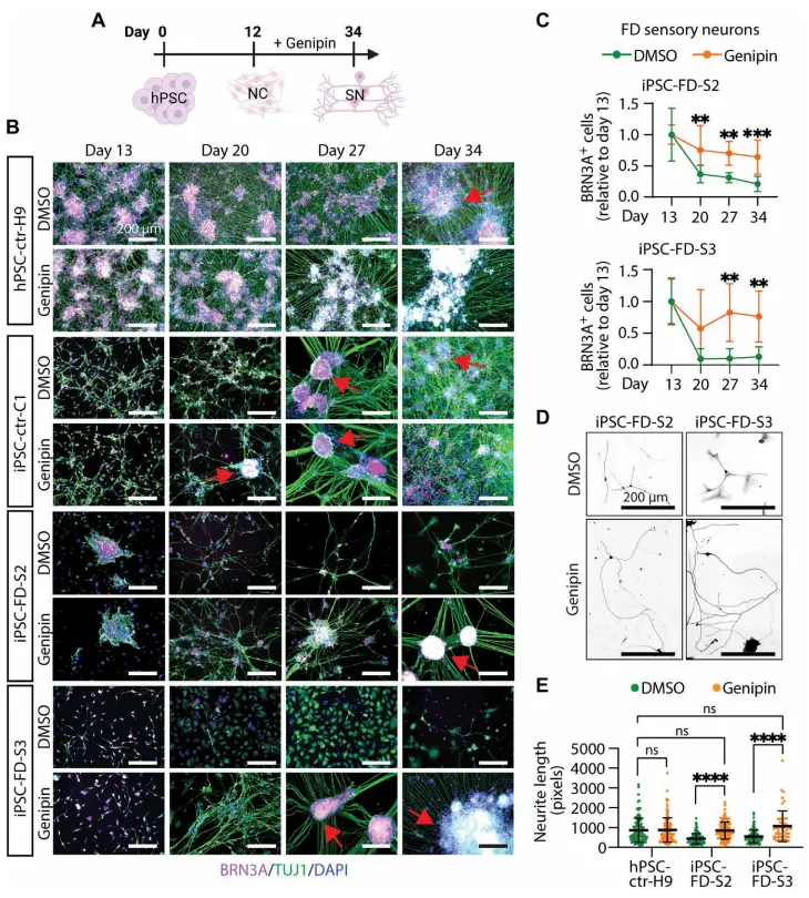 Genipin Powder Genipin Powder