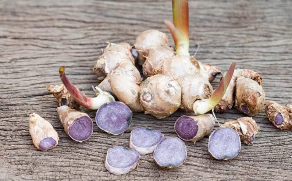 Kaempferia Parviflora Extract