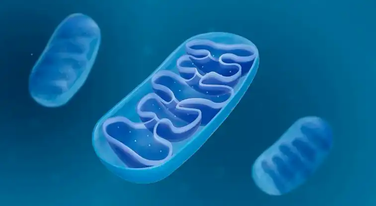 pyrroloquinoline quinone powder pyrroloquinoline quinone powder