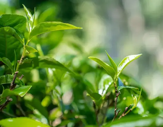 green tea extract catechin green tea extract catechin