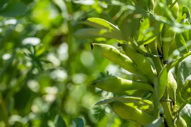 Organic fava bean protein Organic fava bean protein