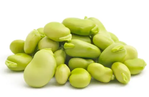 Organic fava bean protein Organic fava bean protein