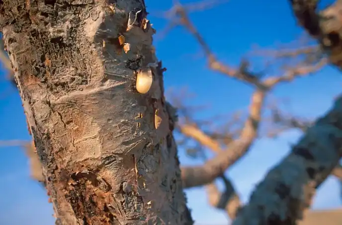 boswellic acid powder boswellic acid powder