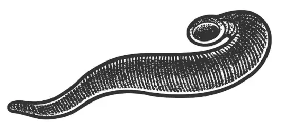 Leech Extract Leech Extract