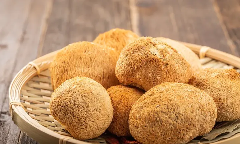 lions mane powder bulk